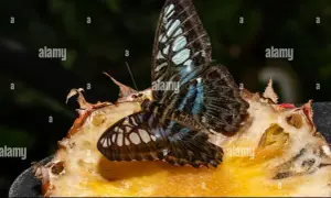 Ein wunderschöner Schmetterling ruht auf einer Frucht im Schmetterlingsgarten am Flughafen Singapur.