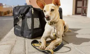 Kleiner Hund mit großen Ohren wartet neben seiner Transporttasche auf den Flug.
