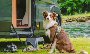 Hund mit Geschirr sitzt neben Wohnmobil. Schuhe und eine Trittleiter liegen bereit. Perfekt für die Checkliste Urlaub mit Hund.