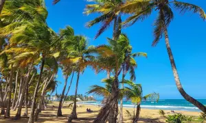 Palmen säumen den Sandstrand von Puerto Rico. Türkises Wasser und blauer Himmel versprechen einen perfekten Urlaub.