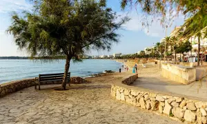 Ein Baum und eine Bank am Ufer der bucht Cala Millor. Im Hintergrund der Strand mit Palmen und Hotels.
