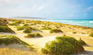 Sanddünen mit grüner Vegetation und dem türkisfarbenen Meer im Hintergrund, ein malerischer Blick auf Boa Vista.
