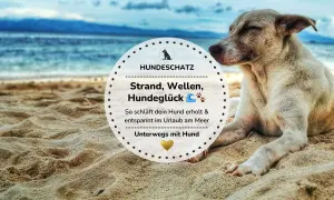 Ein Hund entspannt am Strand. Perfekter Urlaub mit Hund am Meer, wo er erholt und glücklich ist.