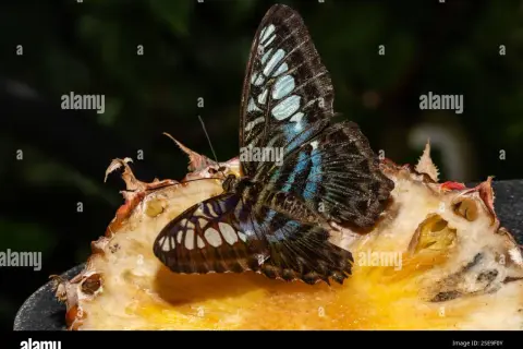 Ein wunderschöner Schmetterling ruht auf einer Frucht im Schmetterlingsgarten am Flughafen Singapur.