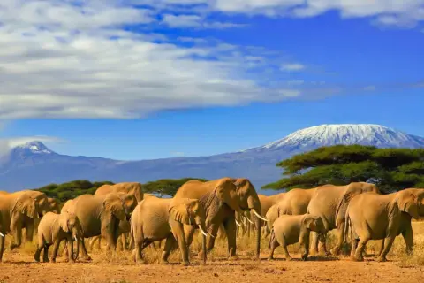Ein Elefantenrudel zieht unter dem schneebedeckten Kilimandscharo durch die Savanne. Ein unvergesslicher Urlaub in Afrika.