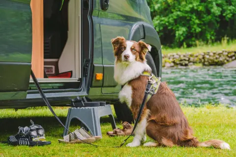 Hund mit Geschirr sitzt neben Wohnmobil. Schuhe und eine Trittleiter liegen bereit. Perfekt für die Checkliste Urlaub mit Hund.