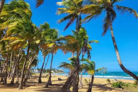 Palmen säumen den Sandstrand von Puerto Rico. Türkises Wasser und blauer Himmel versprechen einen perfekten Urlaub.