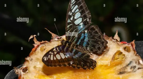 Ein wunderschöner Schmetterling ruht auf einer Frucht im Schmetterlingsgarten am Flughafen Singapur.