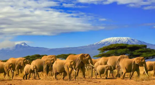 Ein Elefantenrudel zieht unter dem schneebedeckten Kilimandscharo durch die Savanne. Ein unvergesslicher Urlaub in Afrika.