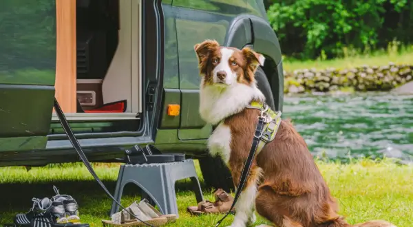 Hund mit Geschirr sitzt neben Wohnmobil. Schuhe und eine Trittleiter liegen bereit. Perfekt für die Checkliste Urlaub mit Hund.
