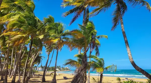 Palmen säumen den Sandstrand von Puerto Rico. Türkises Wasser und blauer Himmel versprechen einen perfekten Urlaub.