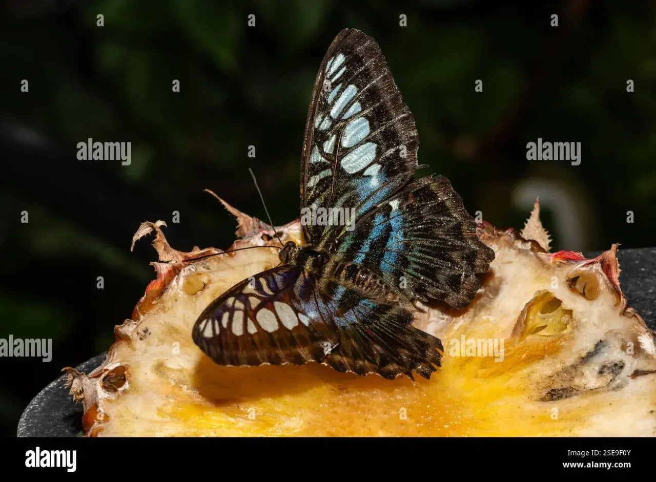 Ein wunderschöner Schmetterling ruht auf einer Frucht im Schmetterlingsgarten am Flughafen Singapur.