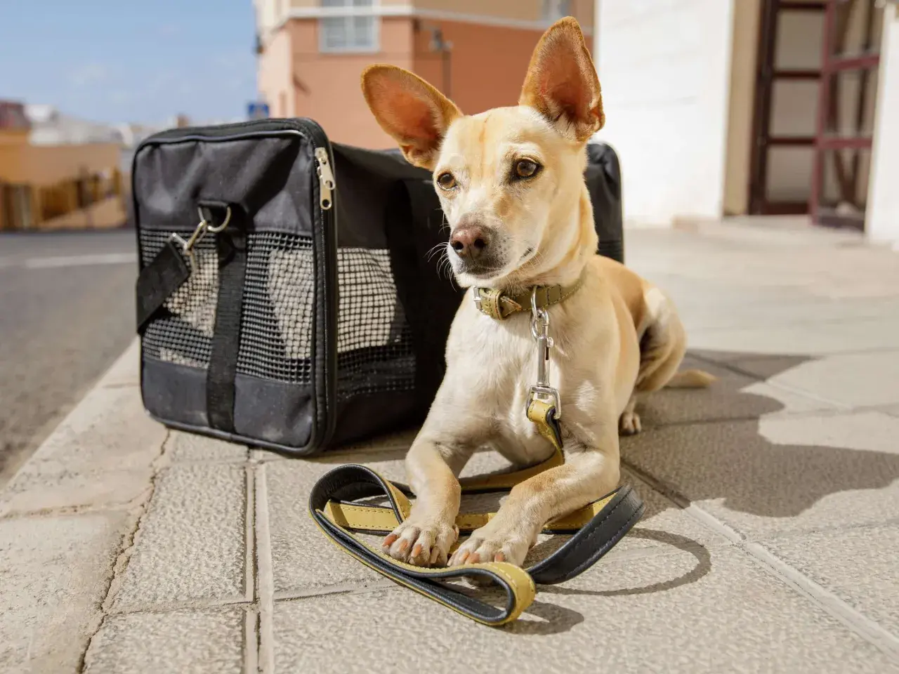 Kleiner Hund mit großen Ohren wartet neben seiner Transporttasche auf den Flug.