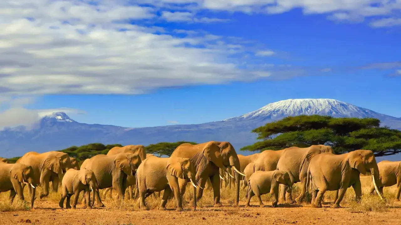 Ein Elefantenrudel zieht unter dem schneebedeckten Kilimandscharo durch die Savanne. Ein unvergesslicher Urlaub in Afrika.