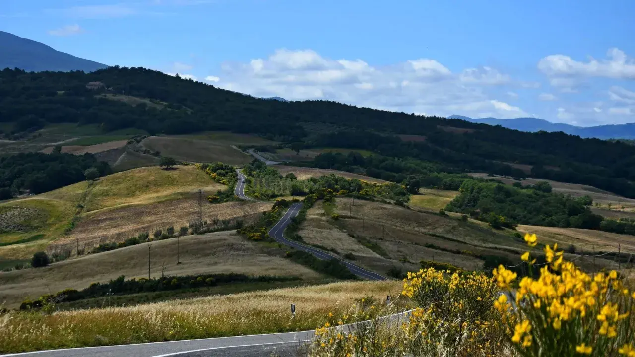 Eine kurvige Straße schlängelt sich durch die sanften Hügel der Toskana. Gelbe Ginsterbüsche blühen am Wegesrand. Ein perfekter Ort für einen Toskana Urlaub.