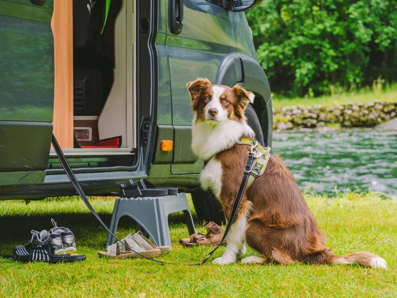 Hund mit Geschirr sitzt neben Wohnmobil. Schuhe und eine Trittleiter liegen bereit. Perfekt für die Checkliste Urlaub mit Hund.