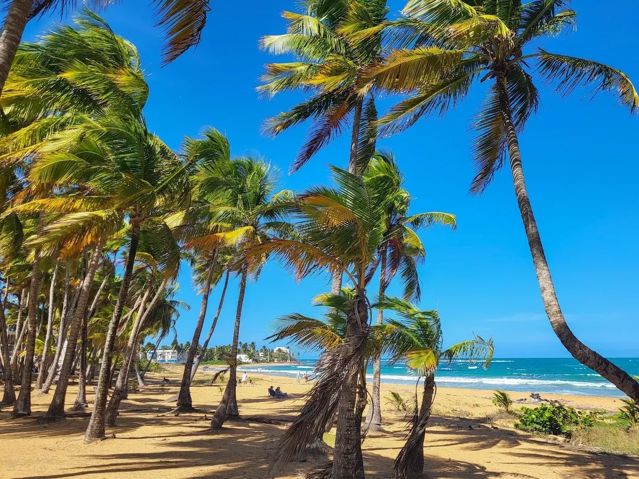 Palmen säumen den Sandstrand von Puerto Rico. Türkises Wasser und blauer Himmel versprechen einen perfekten Urlaub.