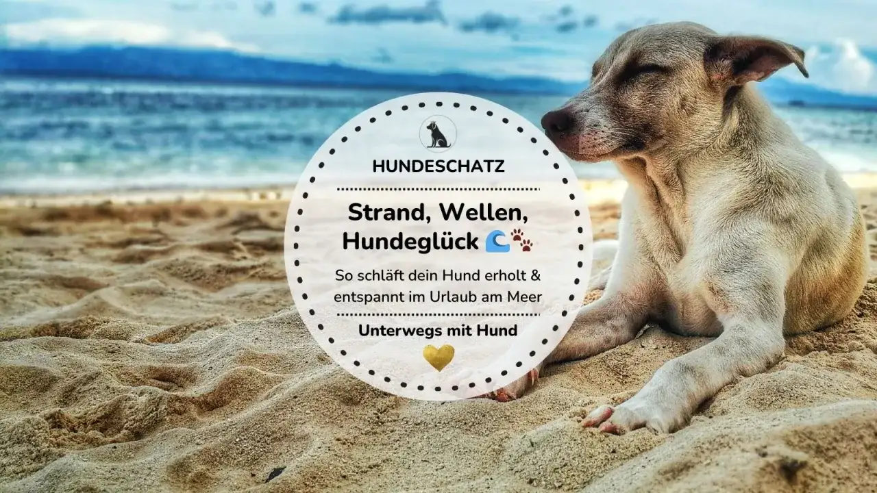 Ein Hund entspannt am Strand. Perfekter Urlaub mit Hund am Meer, wo er erholt und glücklich ist.