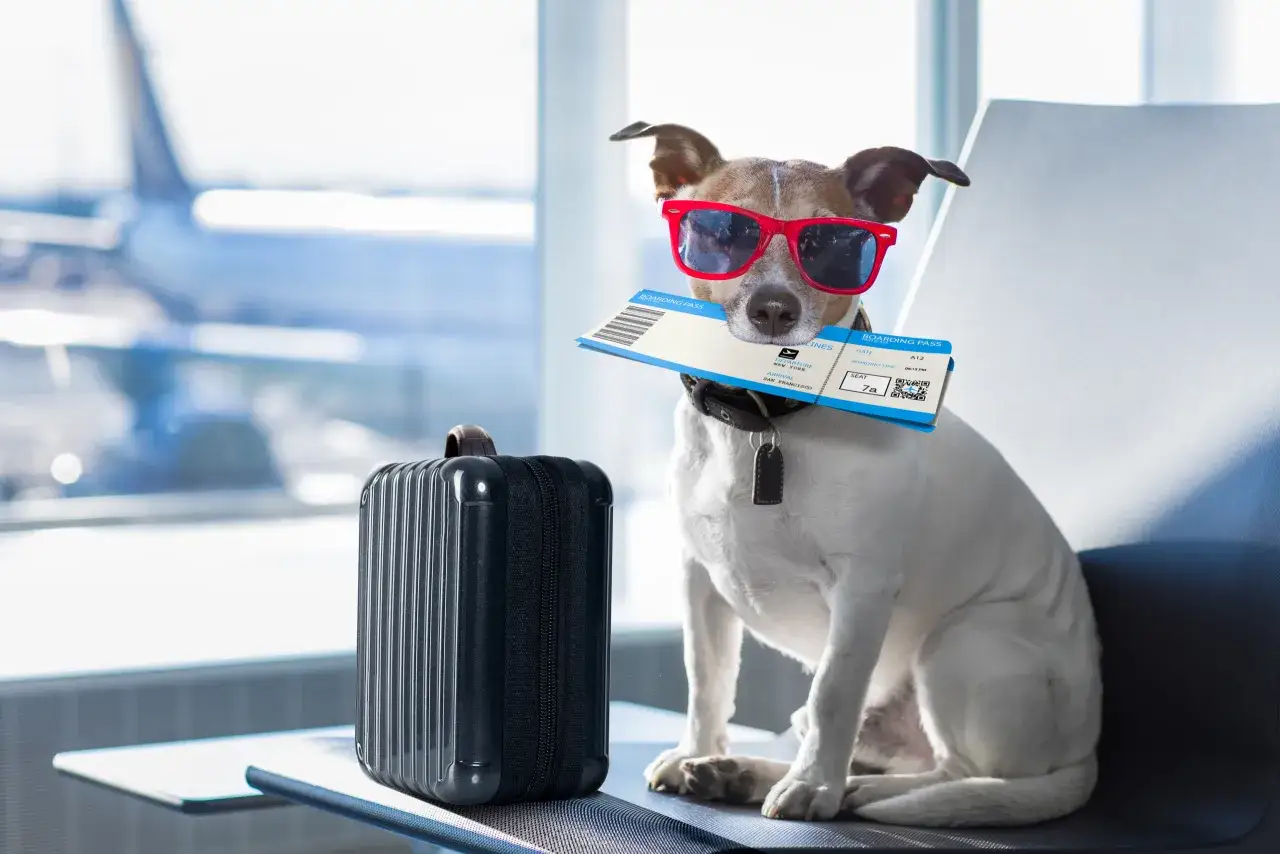 Ein cooler Hund mit Sonnenbrille und Bordkarten im Maul wartet am Flughafen auf seinen Flug. Neben ihm steht ein kleiner Koffer.