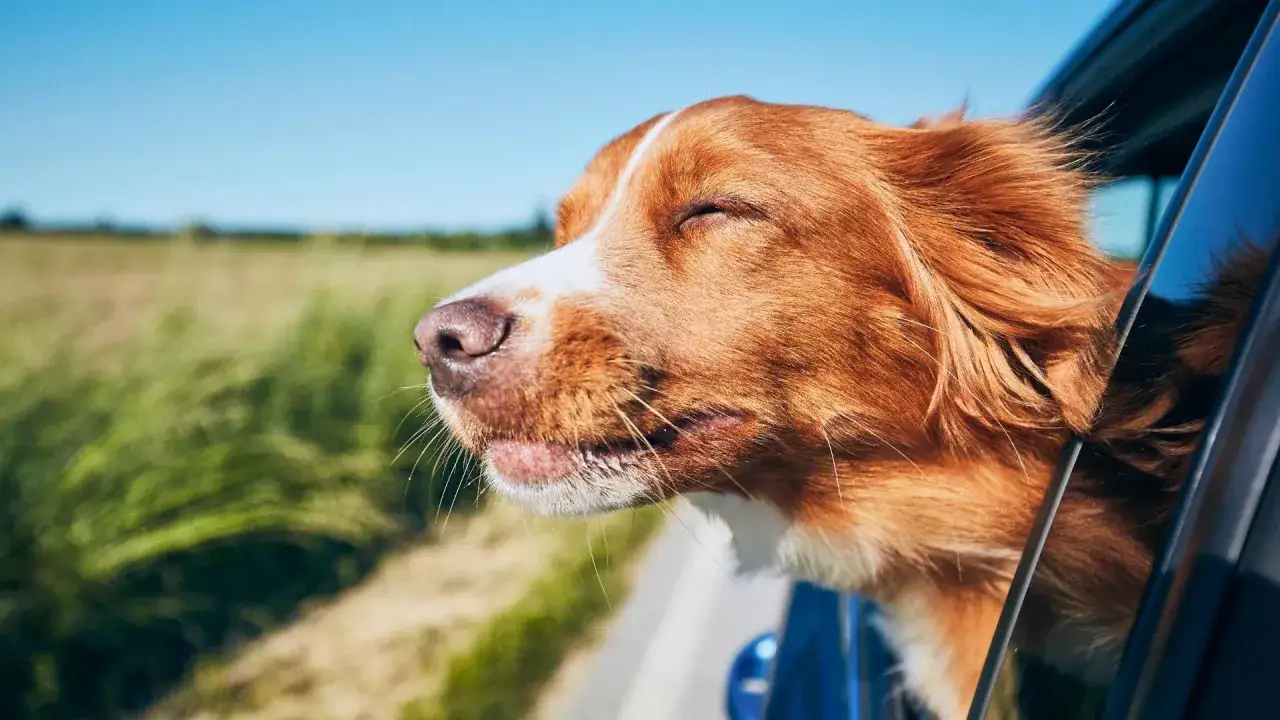 Glücklicher Hund genießt die Fahrt im Auto, ein wichtiger Teil der Checkliste Urlaub mit Hund.