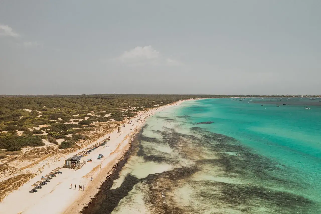 Traumhafter Blick auf die Playa de Muro mit türkisfarbenem Wasser, Sandstrand, Liegen und vielen Booten im Meer.